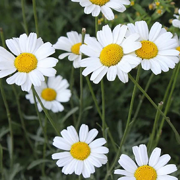 Natuurlijke bestrijdingsmiddel Pyrethrum-extract voor plaagbestrijding in de landbouw Lichte gele transparante olierige vloeistof