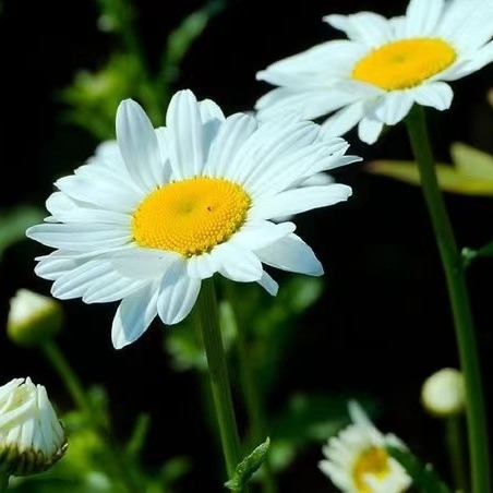 Pyrethrum-extract 25% 50% 70% Pyrethrinen Natuurlijke pesticiden voor milieuvriendelijke bestrijding van plagen
