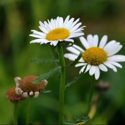 Pyrethrum-extract 25% 50% 70% Pyrethrinen Natuurlijke pesticiden voor milieuvriendelijke bestrijding van plagen