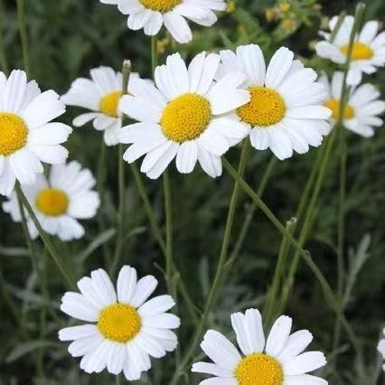 Pyrethrum-extract 25% 50% 70% Pyrethrinen Natuurlijke pesticiden voor milieuvriendelijke bestrijding van plagen