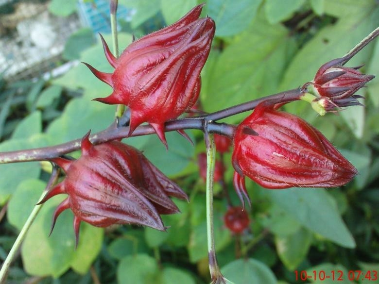 Rood Hibiscus Bloem Extract Kruidenextract voor superieure producten
