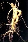 Ginseng Extract Product Specificatie 10~30% Ginsenosiden door UV 15% 20% Ginsenosiden door HPLC 80% Ginsenosiden door UV ((Stem & Leaves) Ginseng Recht poeder Verschillende specificaties van Ginseng Extracten zijn beschikbaar