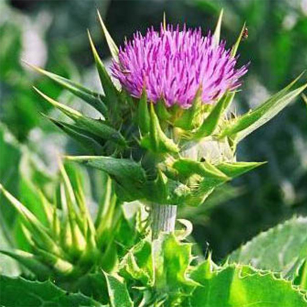40% Silymarienextract: betrouwbaar, hoogopbrengend ingrediënt voor premium leververzorgingsoplossingen