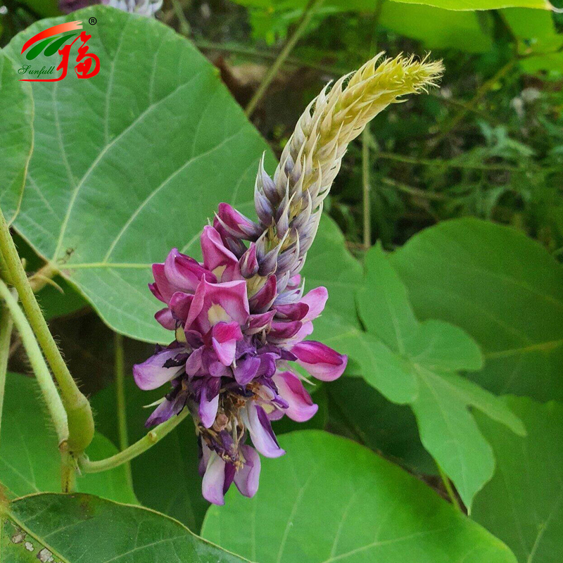 Uittreksel uit de natuurlijke kudzu wortel Puerarin met 25% 60% 98%