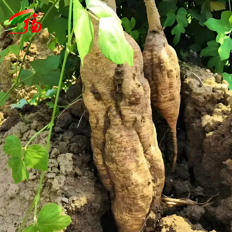 Uittreksel uit de natuurlijke kudzu wortel Puerarin met 25% 60% 98%