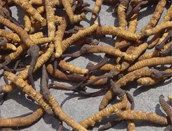 Cordyceps Sinensis Extract Poeder 10% Polysacchariden als Expectorans in Fijn Bruin Geel Poeder voor Toepassingen in Voedingskwaliteit