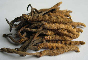 Cordyceps Sinensis extract poeder met 10% polysacchariden voor functioneel voedsel tegen astma in fijn bruin geel poeder