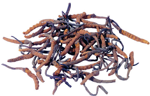 Fijn bruin geel poeder voedselkwaliteit Cordyceps Sinensis extract voor gezondheidsproducten