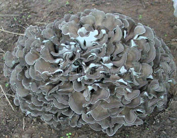 Fijnbruin geel Maitake paddenstofextract 30% Polysacchariden voor tabletten en capsules