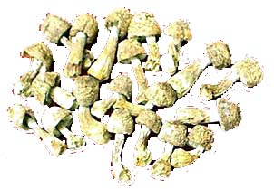 Agaricus Blazei-extractpoeder met 20% polysacchariden voor functionele voedingsmiddelen en producten voor de gezondheidszorg