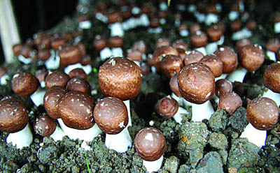 Agaricus Blazei-extractpoeder met 20% polysacchariden voor functionele voedingsmiddelen en producten voor de gezondheidszorg