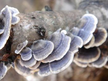 Voedselkwaliteit Coriolus Versicolor Extract 10% Polysacchariden voor het reguleren van de bloedsuikerspiegel en het verminderen van slijm