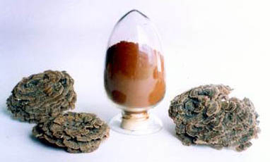 Coriolus Versicolor Extract 30% Polysacchariden voor functionele voeding met bloedsuikerspiegelregulatie en slijmvermindering