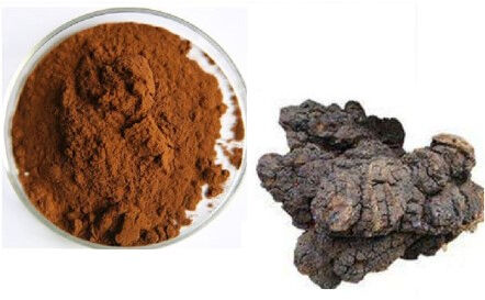 Chaga-extract 30% Polysacchariden Fijnbruin geel poeder voor functionele voedingsmiddelen en producten voor de gezondheidszorg