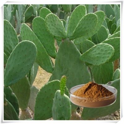 Cactus Extract (Stam, Vrucht & Pad) - Natuurlijk Hydraterend & Antioxiderend Plantenextract voor Huidverzorging, Cosmetica en Functionele Producten