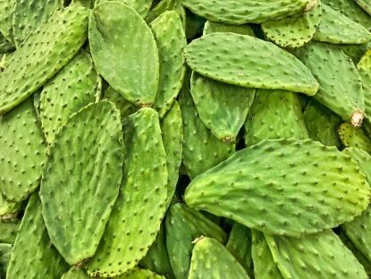 Cactus Extract (Stam, Vrucht & Pad) - Natuurlijk Hydraterend & Antioxiderend Plantenextract voor Huidverzorging, Cosmetica en Functionele Producten