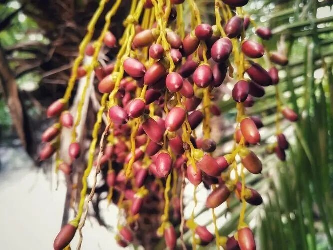 High Potency Saw Palmetto Extract 45% Fatty Acids (Serenoa Repens) -Premium Concentrate for Prostate Health & Advanced Formulations