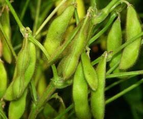 Soja-isoflavonenextractpoeder – Natuurlijk fyto-oestrogeen uit sojabonen voor nutraceutische en functionele voedingstoepassingen