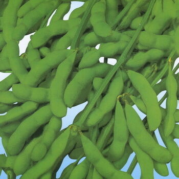 Soja-isoflavonenextractpoeder – Natuurlijk fyto-oestrogeen uit sojabonen voor nutraceutische en functionele voedingstoepassingen