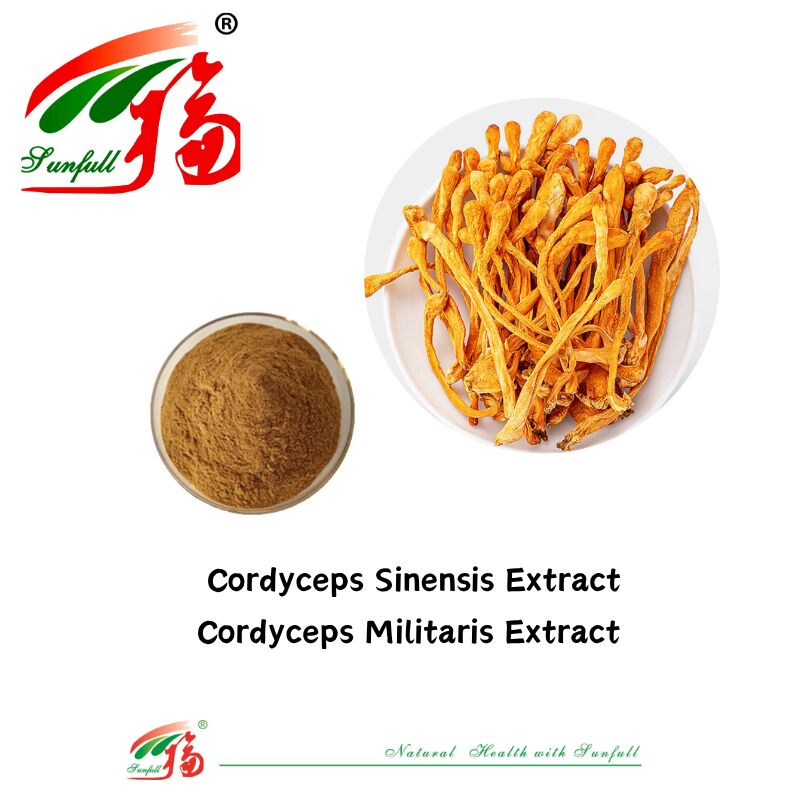 Hunan Sunfull voedingssupplementen Agaricus Subrufescens/Hericium Erinaceus/Antrodia/Cordyceps Sinensis/Coriolus Versicolor/Paddestoelextractpoeder