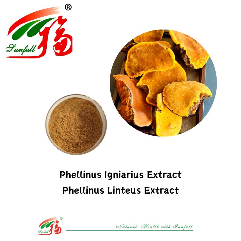 Natuurlijke biologische ingrediënten Voedingssupplementen Polysaccharide 10-30% Phellinus Igniarius/Ganoderma Lucidum/Chaga/Maitake/Shiitake paddenstofextract
