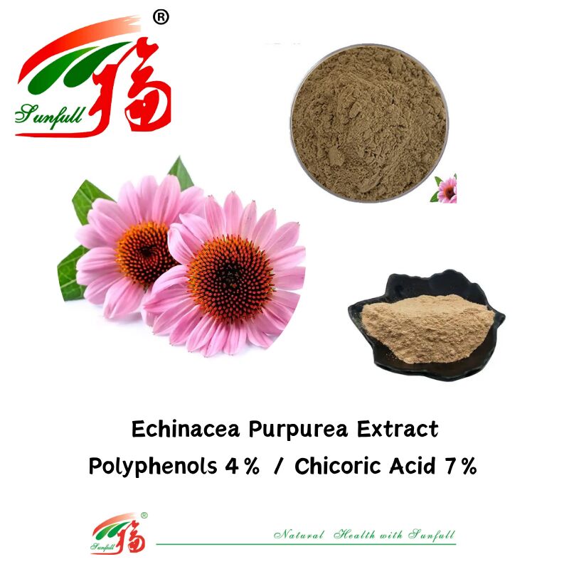 Kruiden Biologische planten Voedingssupplement Polyfenolen 7% Cichorzuur 4% Poeder Echinacea Purpurea Extract