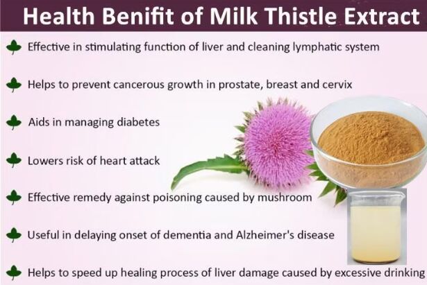 Kruidengeneesmiddelen Silybum Marianum Plant Gezegend distel Zaadpoeder 30% Silybins HPLC UV 40%~80% Liposomen 40%-80% Silymarin Milk Thistle Extract voor de gezondheid van de lever