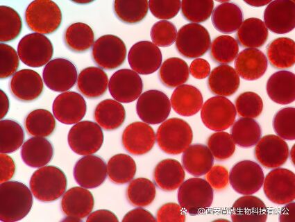 Sunfull Voedingsmiddelen Antioxidanten Gezondheidstoevoer Hoogwaardige 1%-10% Natuurlijk Haematococcus Pluvialis Extract/Astaxanthine Poeder