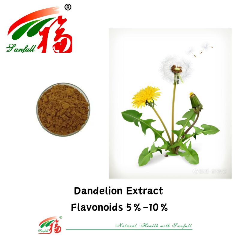 Voedingsmiddelenkwaliteit Paardebloem Kruid Paardebloemblaad Extract Poeder Natuurlijke flavonoïden 5%-10% Biologisch Paardebloem Extract