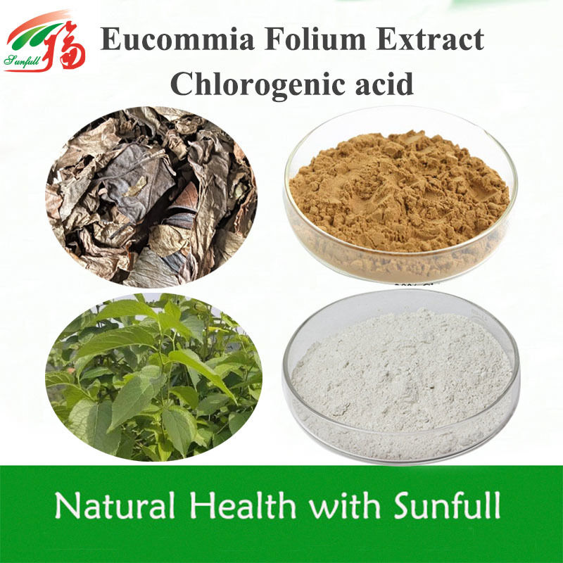 Eucommia Leaf Extract 5%-99% Chlorogeenzuur in voorraad CAS 327-97-9